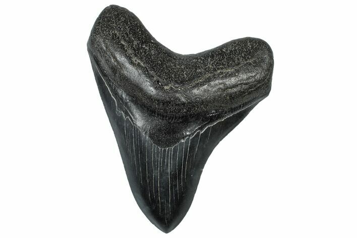 Serrated, Fossil Megalodon Tooth - South Carolina #299430